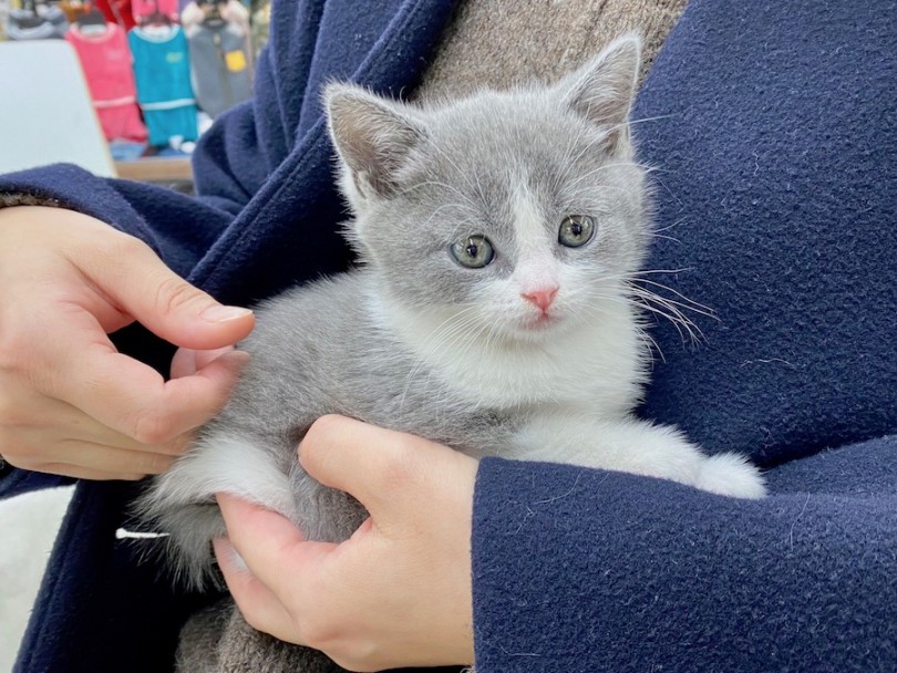 メリットその3：万全なお手入れ | 初心者必見！マルワン今宿店流、愛犬・愛猫のお迎えガイド - 今宿店