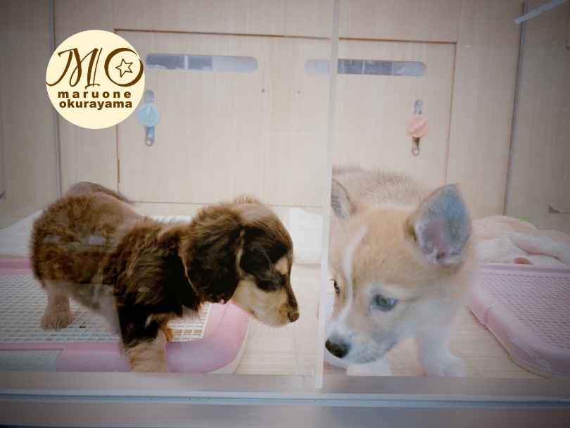 環境慣れ抜群！人も犬も大好き♡ | ミニチュア・ダックスフント （6131005） - 横浜 大倉山店