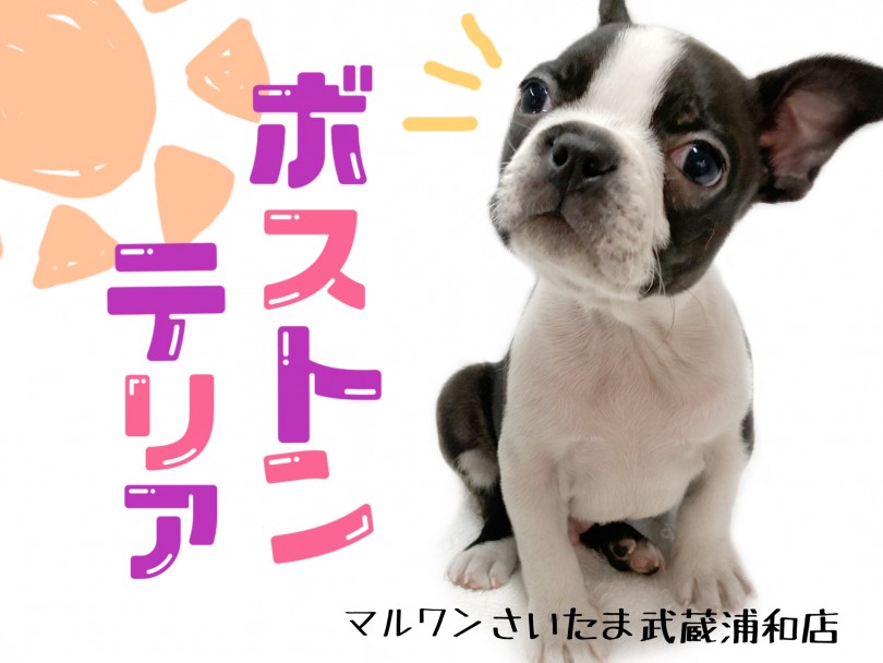 【 ボストンテリア 】希少！ボストンテリアくんと暮らしをご紹介！