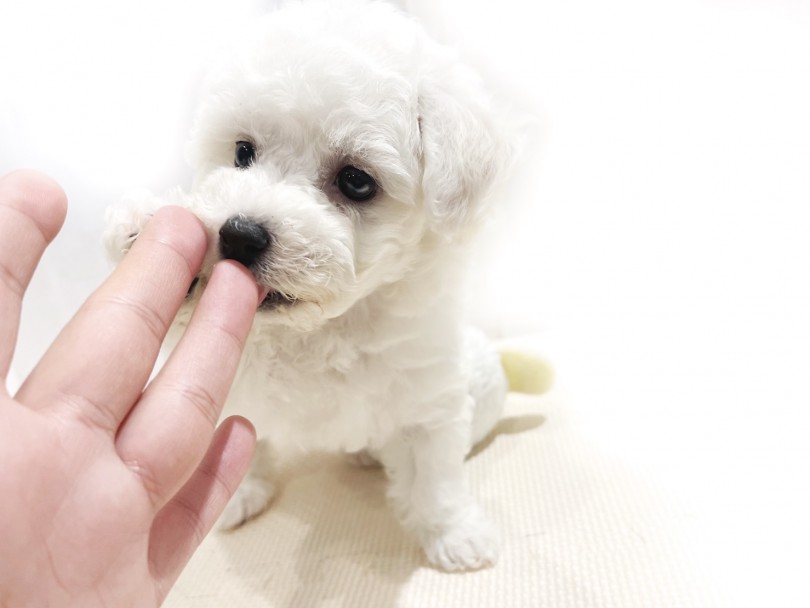 ご飯たーーくさん食べてご満悦なビションちゃん♡ | ビションフリーゼ （11815） - 横浜 白楽店