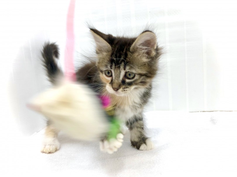 初めて飼う方にもおすすめ | メインクーン （713774） - 鶴見店