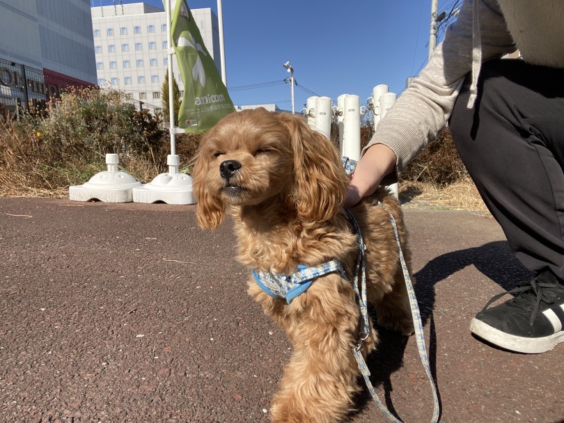 犬だけど猫のような行動もするペキプーちゃん！ | MIX犬 ペキプー （116478） - 下丸子店