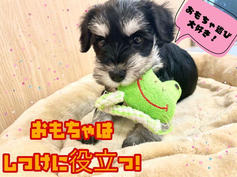 おもちゃはわんちゃんの躾に必要不可欠です！ | ミニチュア・シュナウザー （150173） - 東川口店