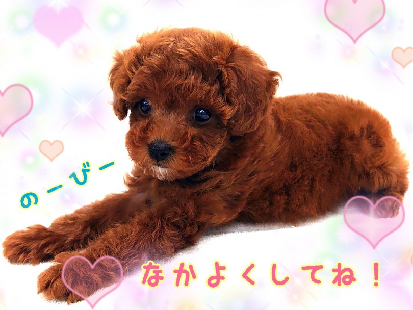 愛情深さたっぷりのあまえんぼちゃんです | トイ・プードル （130300） - 高井戸店