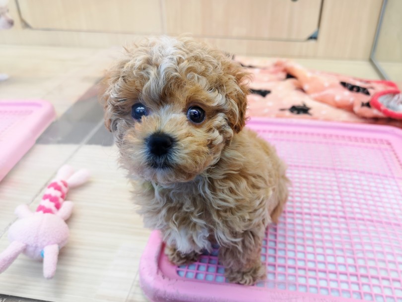 その3 成犬予想がつかないので成長が楽しみに♪ - MIX犬が人気の理由3選！ | MIX犬 マルプー （119269） - 梅島店