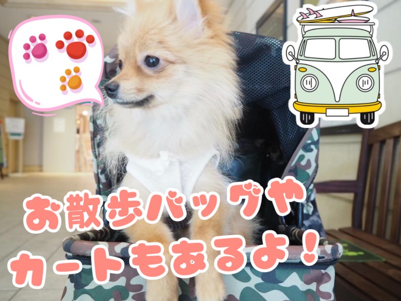 自転車や車に慣らせる方法 | 吠え癖のしつけ - 東川口店