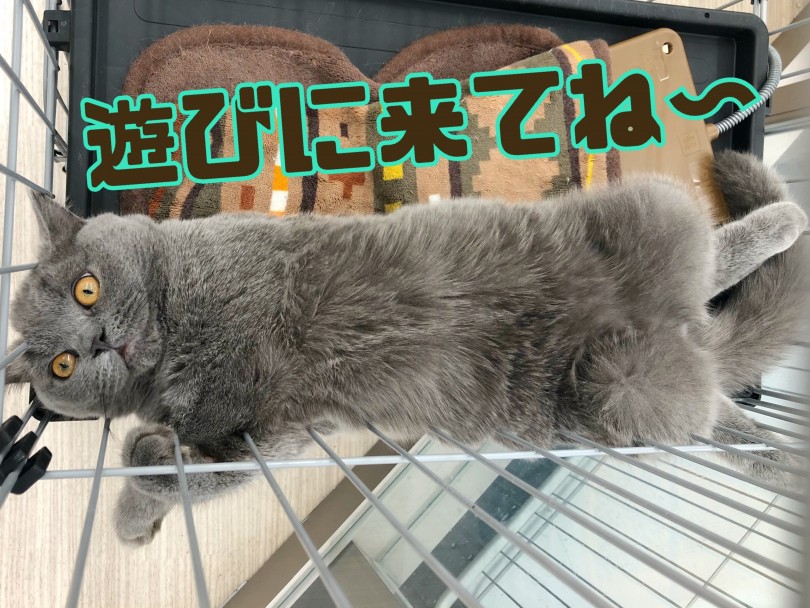 マルワン本羽田店でブリティッシュくんとお待ちしております♪ | ブリティッシュショートヘア （512698） - 本羽田店