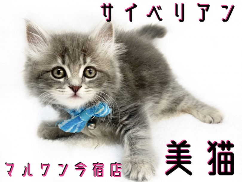 【 サイベリアン 】猫アレルギーを起こしにくい？ロシアが生んだイケメン王子さま！