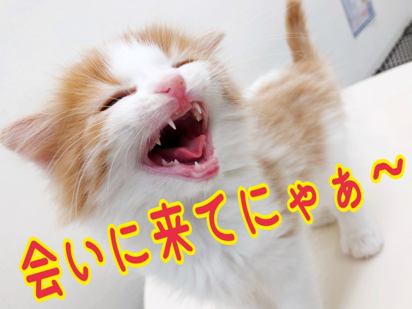 垂れ耳の極上スコちゃんはマルワン本羽田店で皆様のご来店をお待ちしております。 | スコティッシュフォールド （512712） - 本羽田店