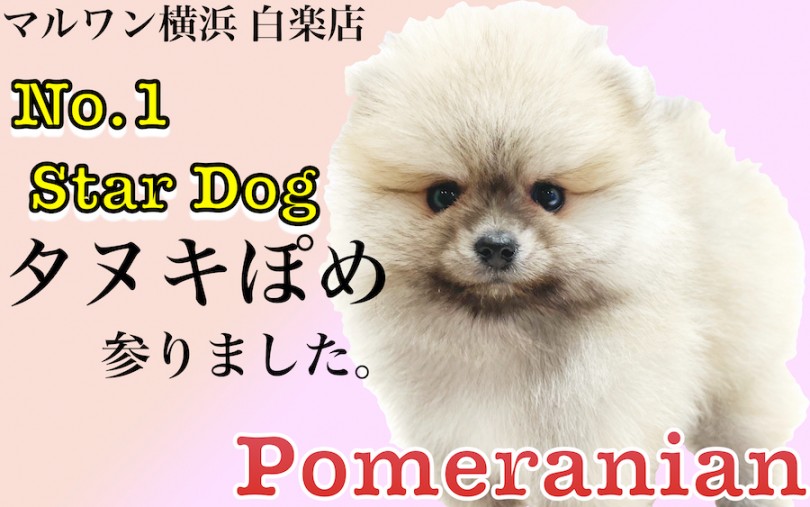 【 ポメラニアン 】大人気のタヌキぽめ！子犬の時の安全な生活方法もご紹介！