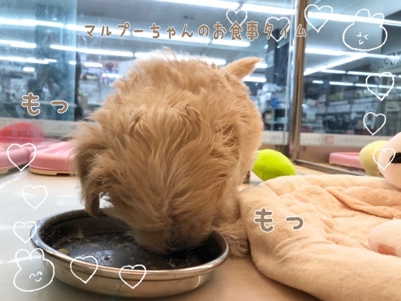 マルプーちゃんの日常 | MIX犬 マルプー （311999） - 港北ニュータウン店