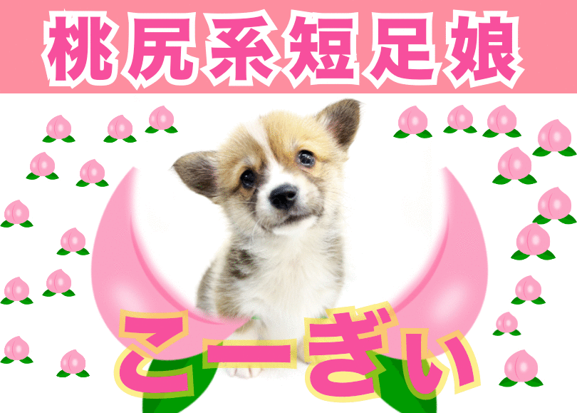 【 ウェルシュコーギーペンブローク 】桃尻短足娘ウルトラコーギーがやってきたぁぁ！