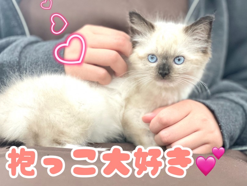 ラグドールちゃんの性格は？とっても温厚な性格です！ | ラグドール （150170） - 東川口店