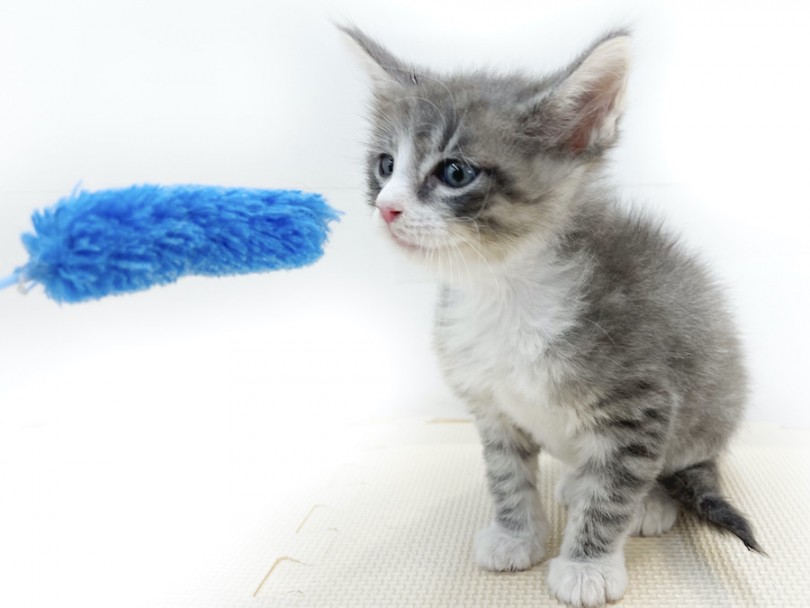 人生初の猫じゃらしとご対面 | ノルウェージャンフォレストキャット （814661） - 大和 相模大塚店