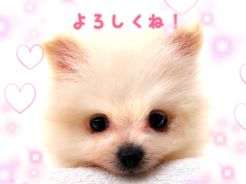 どの角度から見ても「可愛い♡」が堪能できるプレミアムなポメちゃん | ポメラニアン （130301） - 高井戸店