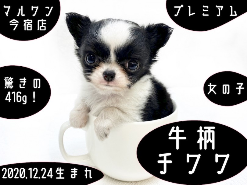 【 チワワ 】聖夜に生まれたプレミアムDOG！ティーカップサイズの牛柄チワワ！