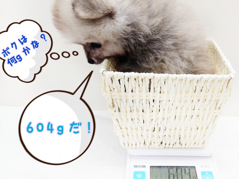 女性でも抱っこラクチン！成犬予想2.0kg前後のちびっこサイズ！ | ポメラニアン （130302） - 高井戸店
