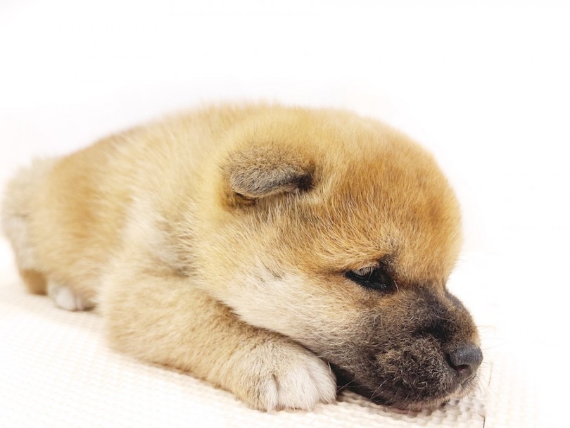 成長過程で個体差が出る尻尾の巻き方＆顔周りの脂肪が重要なのです！ | 柴犬 （11809） - 横浜 白楽店