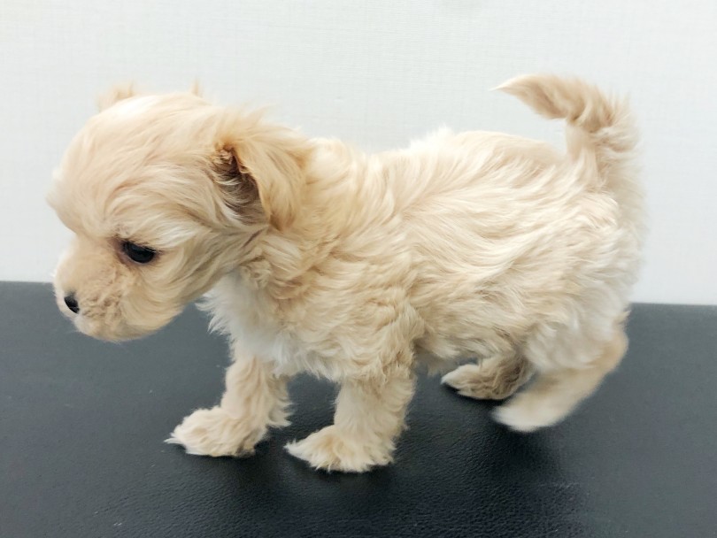 足が短いドワーフ体型でおとなになっても子犬のような可愛さ！！ | MIX犬 マルプー （512713） - 本羽田店
