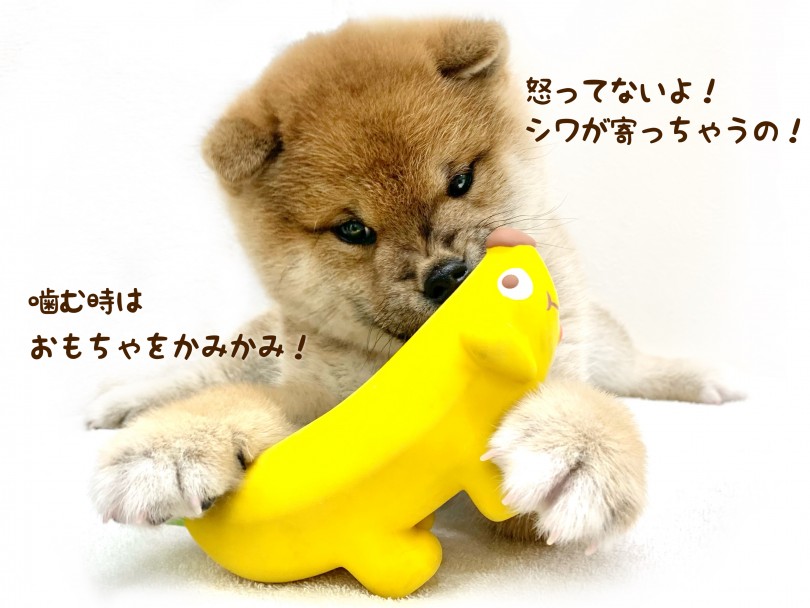 おすすめのトレーニング方法はメリハリをつけること！ | 柴犬 （130292） - 高井戸店
