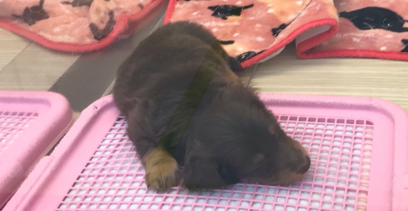 愛情なしに子犬育てはできません | ミニチュア・ダックスフント （119271） - 梅島店