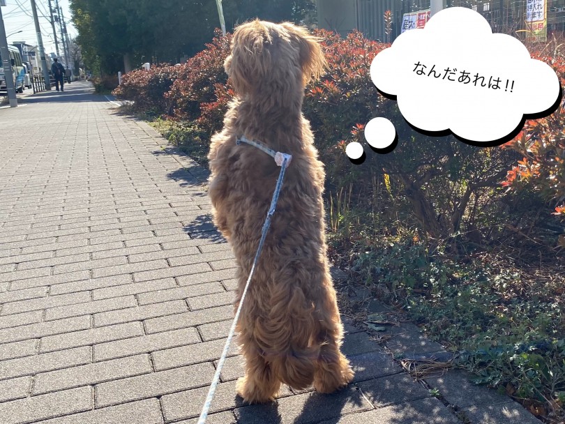 たまに、仁王立ちで外を観察することもあります。可愛すぎます♪ | MIX犬 ペキプー （116478） - 下丸子店