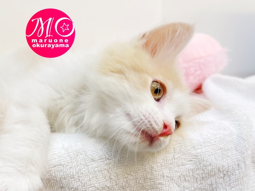 猫ちゃん本来の思考を大切にしたコミュニケーション方法を伝授！ | サイベリアン （6131009） - 横浜 大倉山店