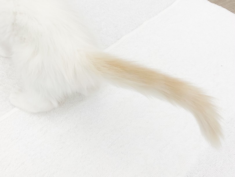完全に成猫の骨格や被毛になるまで3～4年ほどかかります。 | ラグドール （014352） - 東日暮里店