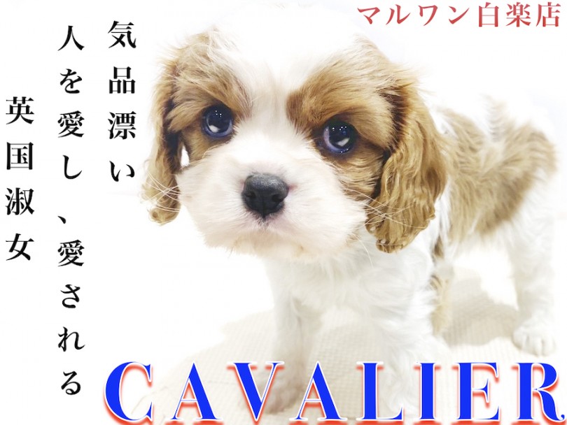 【 キャバリア 】初心者でも飼いやすい！ポイントはお散歩頻度とお手入れ習慣！
