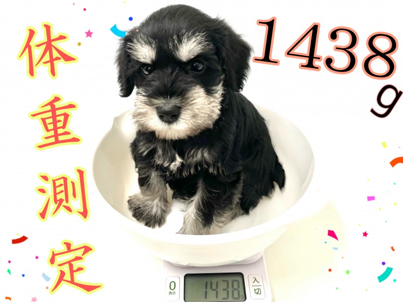 2/13現在の体重は1438g | ミニチュア・シュナウザー （150173） - 東川口店