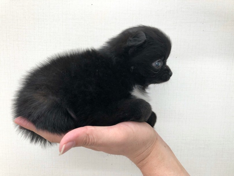 超小型犬のポメラニアンとチワワのミックスだから成犬時も小さめサイズ！ | MIX犬 ポメチワ （512718） - 本羽田店