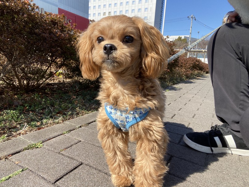 お散歩までパーフェクト‼︎アイコンタクトがしっかり取れるんです | MIX犬 ペキプー （116478） - 下丸子店