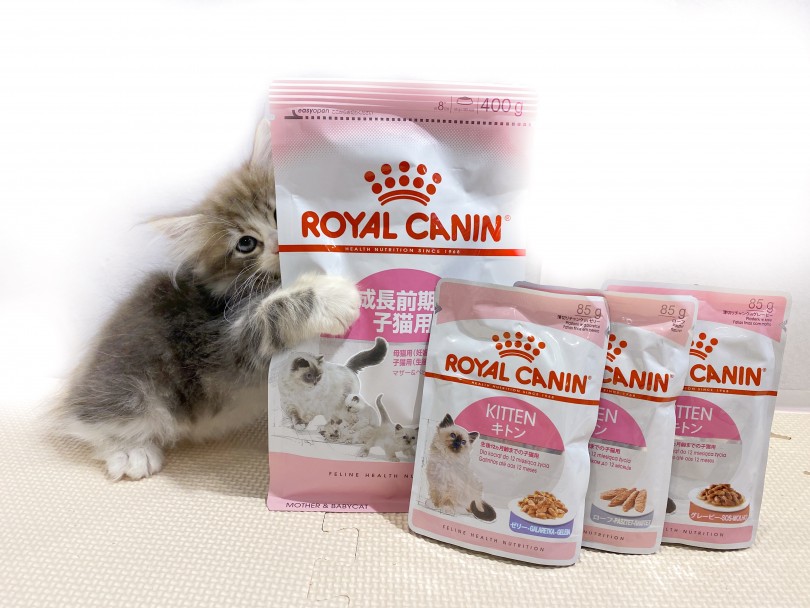 ノルウェージャンちゃんのご飯スタイルをご紹介！ | ノルウェージャンフォレストキャット （11819） - 横浜 白楽店