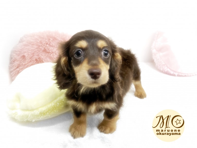 暮らしやすさは犬種中ダックスがダントツで一番 | ミニチュア・ダックスフント （6131005） - 横浜 大倉山店