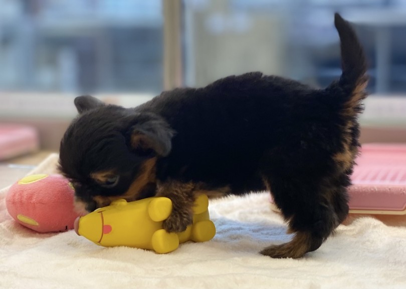 マルワン港北NT店では、その子の体重の増え方でフードの量の微調整をしていきます。 | MIX犬 チワマル （311997） - 港北ニュータウン店
