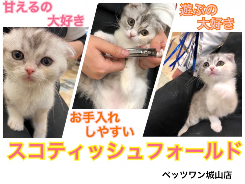 【 スコティッシュフォールド 】遊ぶの大好き！膝上で甘えるのも大好きな子猫