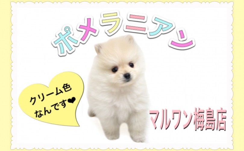 【 ポメラニアン 】初心者でも飼いやすい小型犬！クリーム色の男の子！