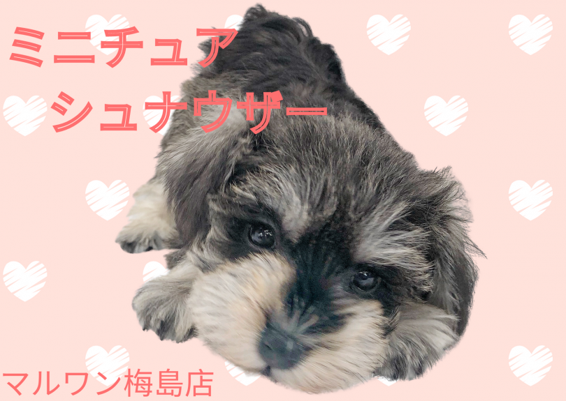 【 ミニチュアシュナウザー 】抜け毛が少なく甘えん坊な性格の女の子！