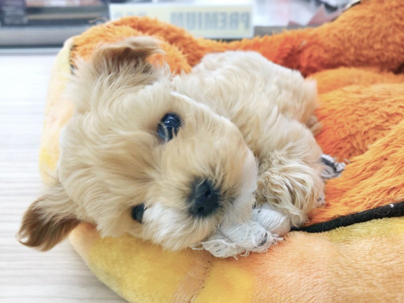 初めて飼う方やなるべく小さくて育てやすい子を検討中の方にオススメです！ | MIX犬 マルプー （512713） - 本羽田店