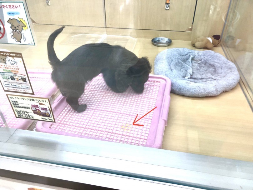 おトイレも上手なとっても良い子 | ミニチュア・ダックスフント （118532） - 城山店