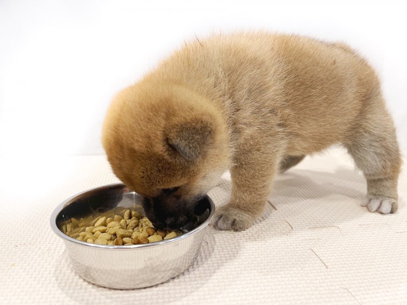 実は大人びている子が多い？従順に育てるためにへそ天をしよう！ | 柴犬 （11809） - 横浜 白楽店