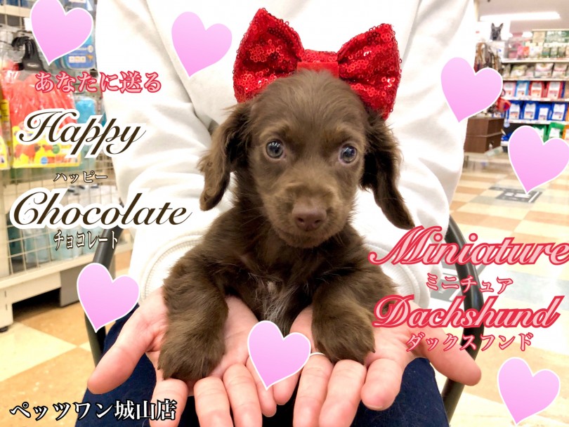 【 ミニチュアダックスフンと7 】全身真っちょこ⁉激レアなチョコレートダックス