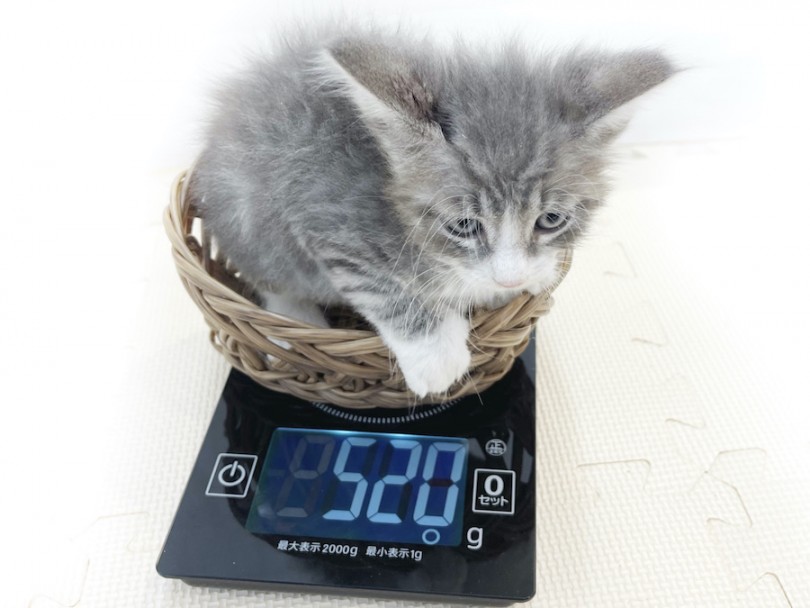 生後50日時点での体重は520g | ノルウェージャンフォレストキャット （814661） - 大和 相模大塚店