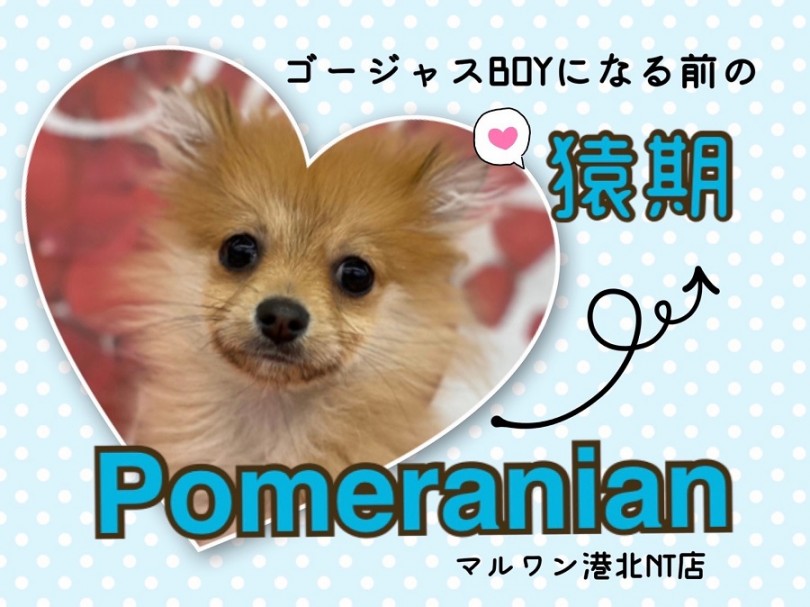 【 ポメラニアン 】猿期のお顔もかわいい！ミニマムサイズのタヌキポメの第二弾！