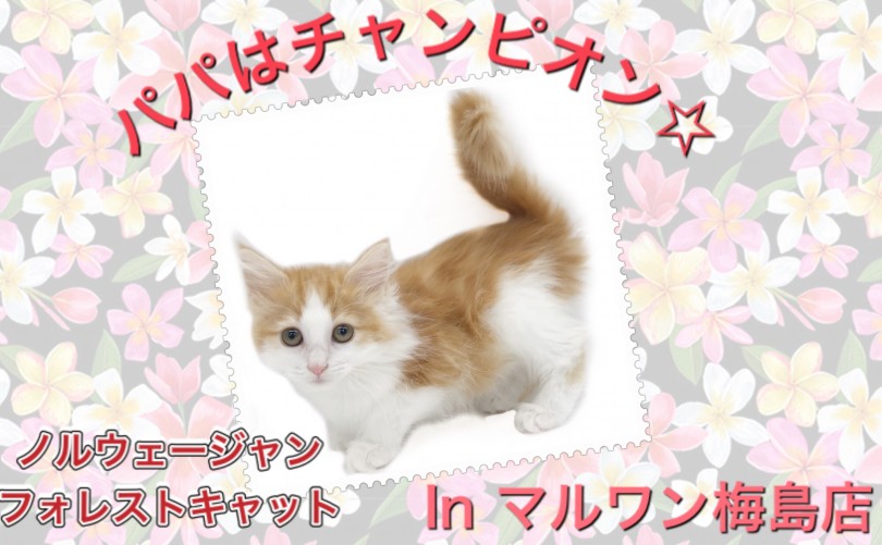 【 ノルウェージャン 】パパはチャンピオン！抱っこが大好きな長毛ネコちゃん！