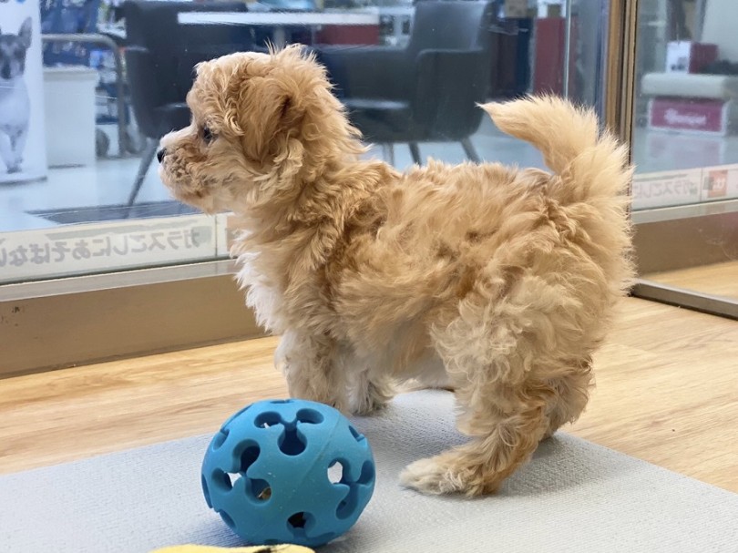 カラーはアプリコットにホワイトがポイントで入った優しいカラー | MIX犬 マルプー （311999） - 港北ニュータウン店