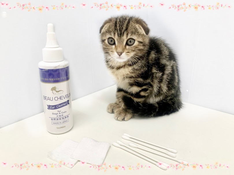 スコちゃんをお迎えしようか迷っているそこのあなたに、お耳ケアの方法を特別にお教えしちゃいます | スコティッシュフォールド （150175） - 東川口店