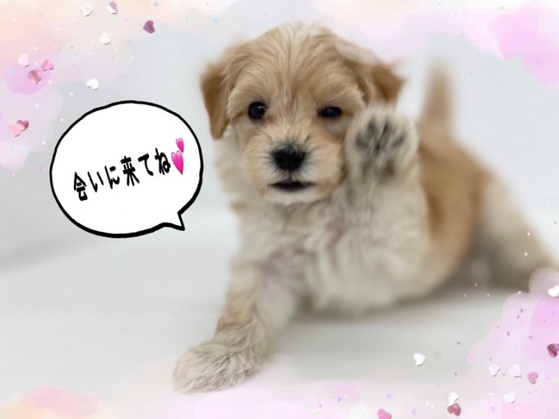 むぎゅーっとハグされませんか？ | MIX犬 マルプー （311999） - 港北ニュータウン店