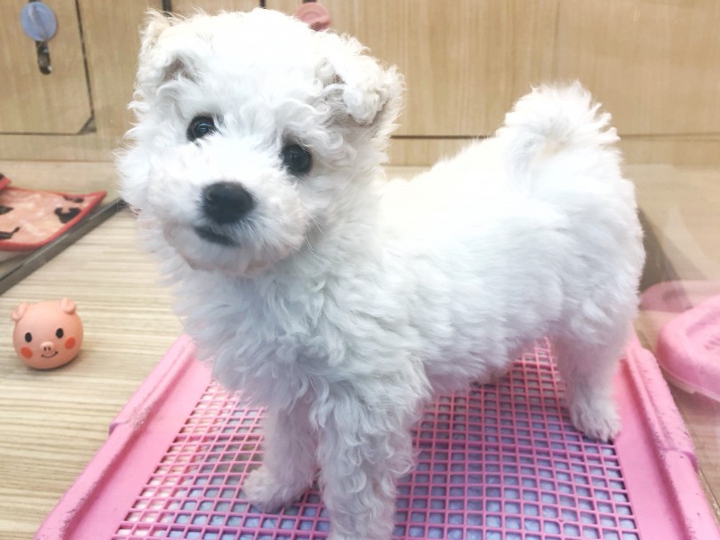 元気いっぱい明るい性格♪キングオブ性格の良い犬と呼ばれる理由 | ビションフリーゼ （119268） - 梅島店