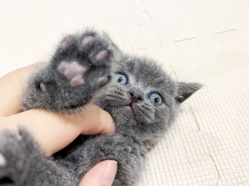 挨拶が終わった後コミュニケーションを取っていると自らごろーんとお腹を出すブリティッシュくん！ | ブリティッショートヘア （11814） - 横浜 白楽店